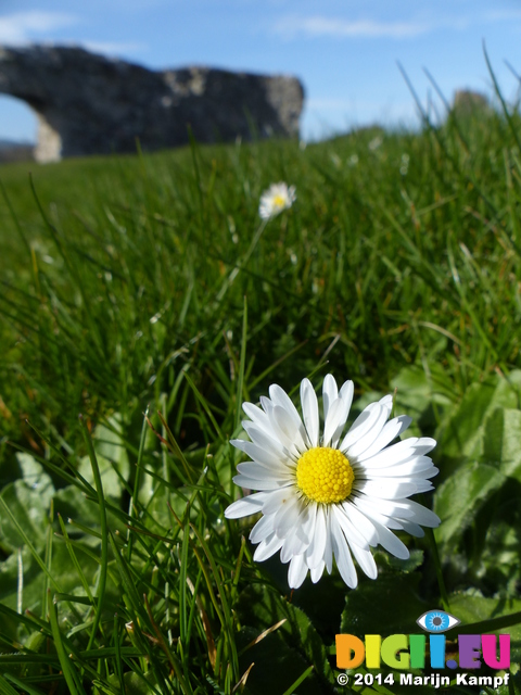 FZ003760 Daisy (Bellis perennis) at Denbigh Castle